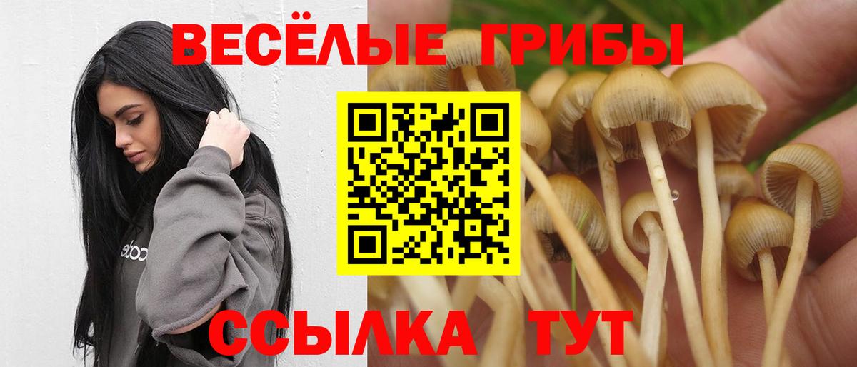 Псилоцибиновые грибы Cubensis Лесной